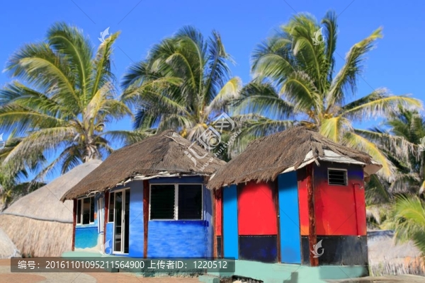 小屋小屋帕拉帕五顏六色的熱帶棕櫚樹