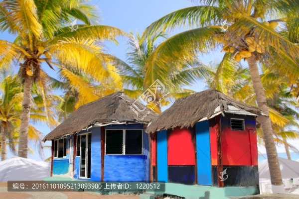 小屋小屋帕拉帕五顏六色的熱帶棕櫚樹