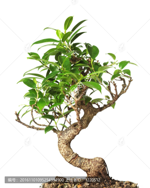白色盆栽樹(shù)