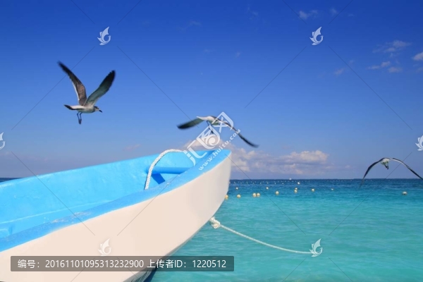 藍船海鷗加勒比海綠松石海