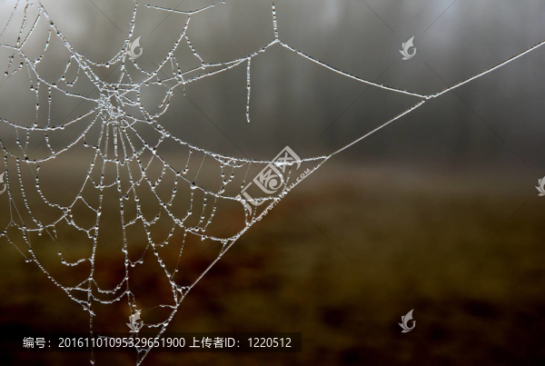 冰凍的Web