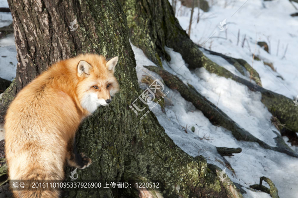 紅狐貍