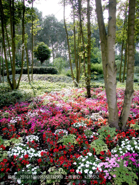 公園里的樹下的五顏六色的花