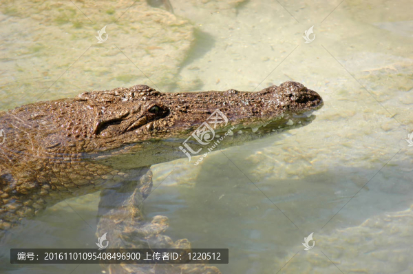 鱷魚頭