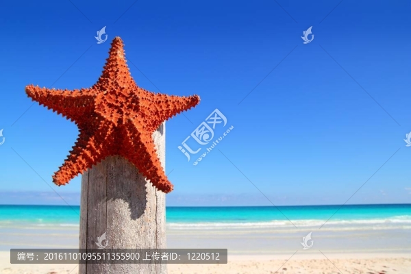 加勒比海灘上的加勒比海星