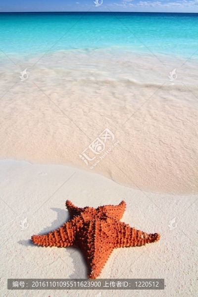 加勒比海星熱帶沙灘綠松石海灘