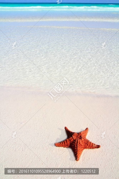 加勒比海星熱帶沙灘綠松石海灘