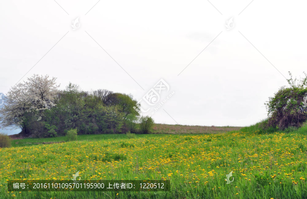 綠色的背景