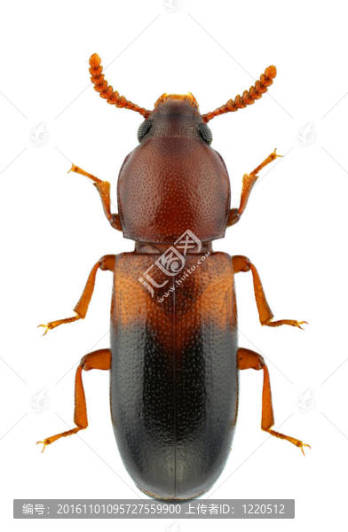 corticeus雙色-匯圖網(wǎng) www.fosd68.com corticeus雙色