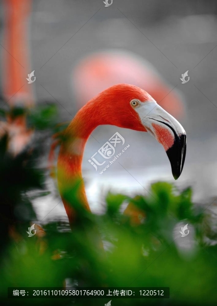 美洲紅鸛（Phoenicopterus,ruber）