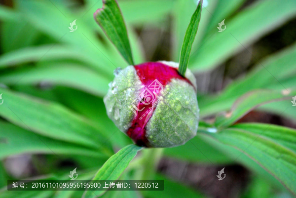 蕾期