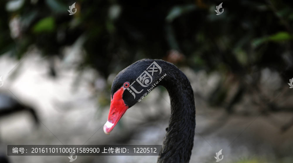 黑天鵝。