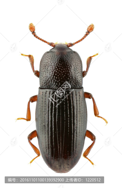 cerylon,histeroides