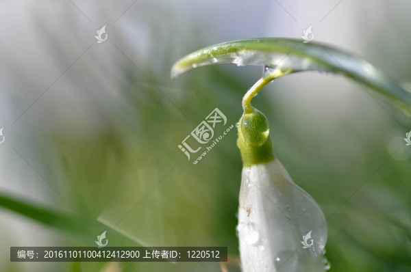 在宏觀的雪花蓮和水滴
