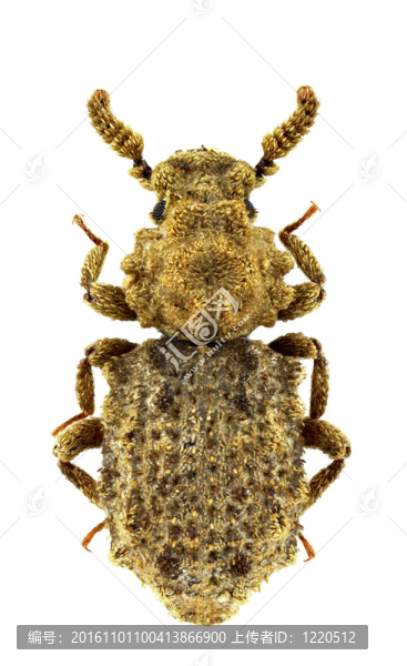 nosodomodes,diabolicus