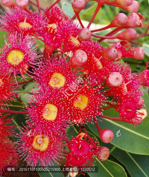夏紅桉樹傘房屬澳