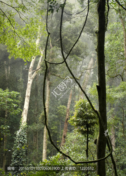 澳大利亞熱帶雨林雅山昆士蘭