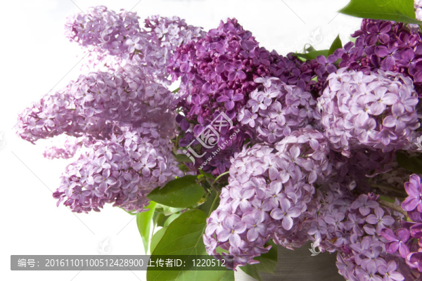丁香花束