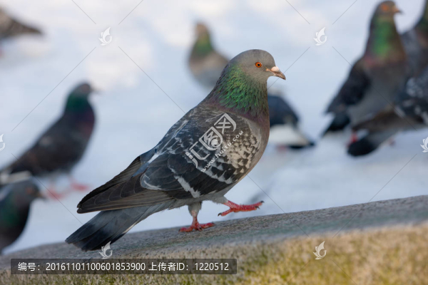 行走的鴿子