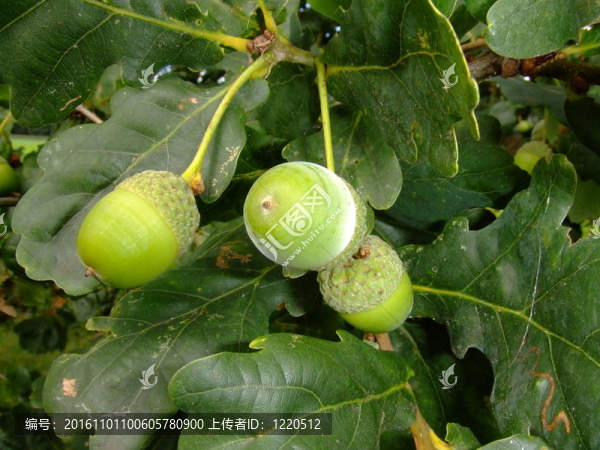 橡果