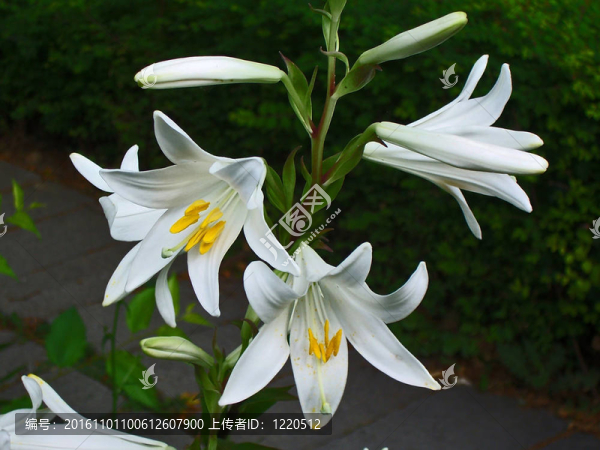 潔白的百合花