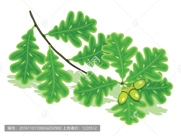 橡樹(shù)枝