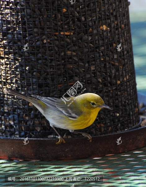 鳥(niǎo)