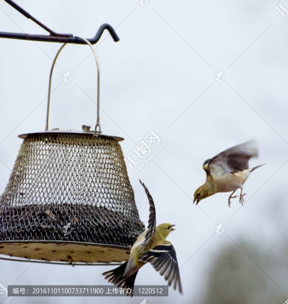 鳥