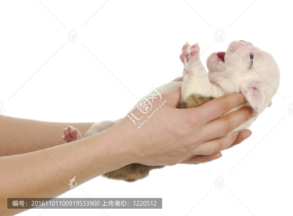 手里拿著英國(guó)斗牛犬