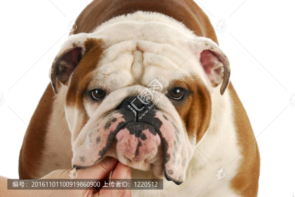 英國斗牛犬