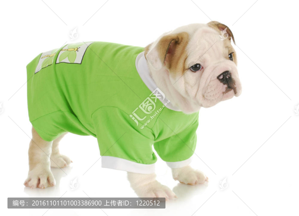 英國斗牛犬