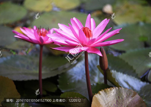 熱帶花卉