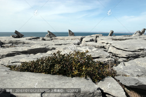 冬青在巖石布倫景觀