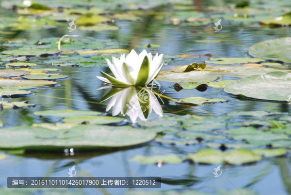莉莉在水上