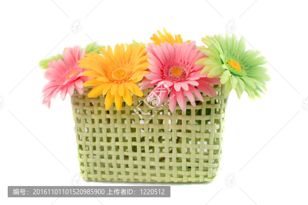 豐富多彩的非洲菊