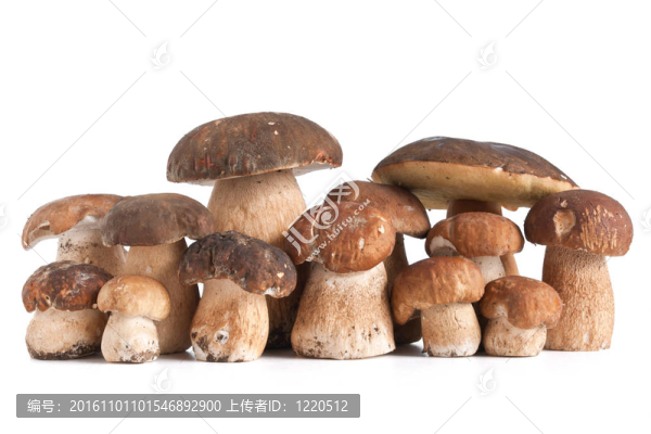 美味牛肝菌蘑菇