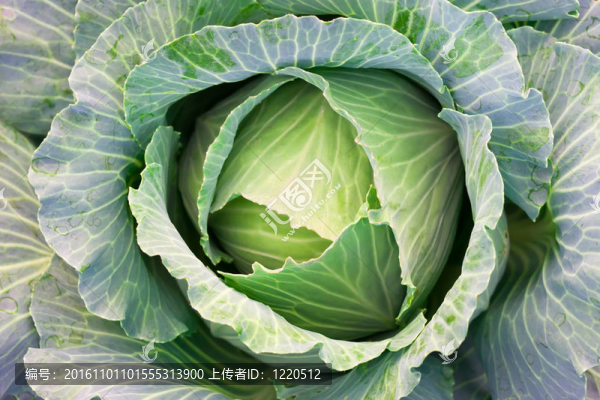 綠色卷心菜