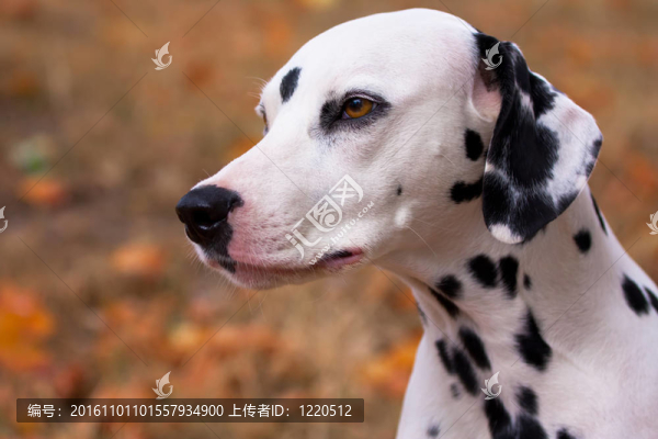 大麥町犬