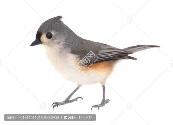 胡山雀；Baeolophus,bicolor；分離