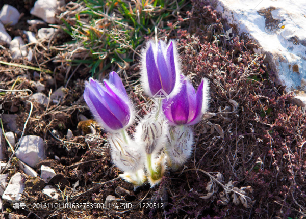 Pasqueflower（白頭花）