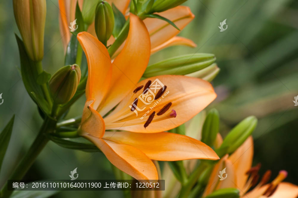橙色百合