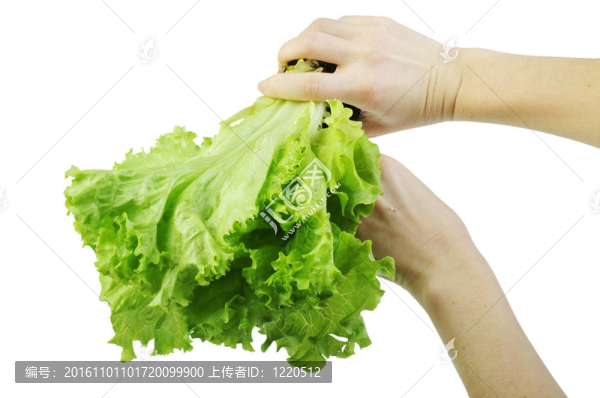 用白色背景隔離的手上的萵苣