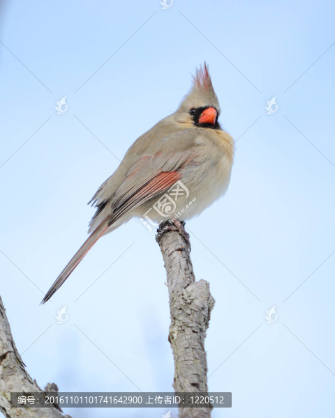 女主