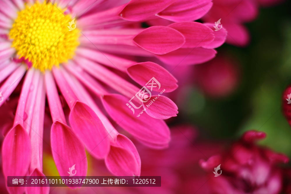 紅花宏