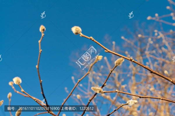早春模糊柳樹芽在樹枝上