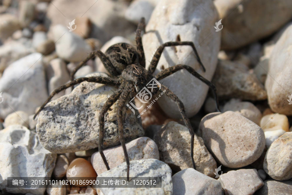 黑暗的水蜘蛛（Dolomedes,tenebrosus）