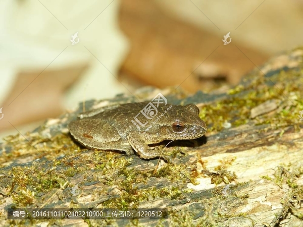春天偷窺（Pseudacris,crucifer）