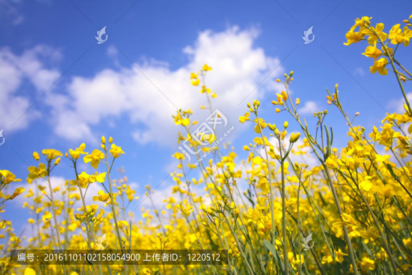 油菜花近