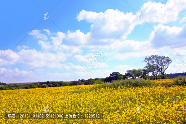 施普靈河油菜田