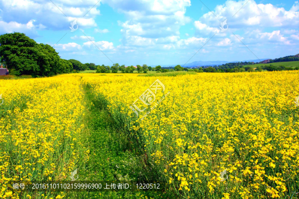 施普靈河油菜田